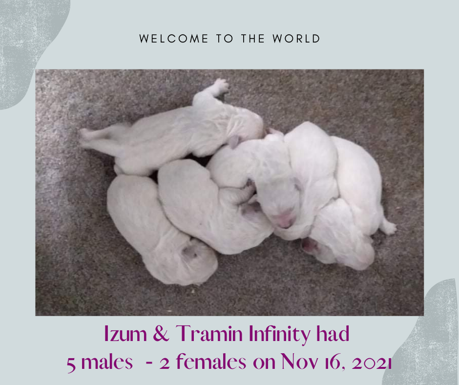 Welcome Izum & Tramin Infinity puppies that were born on November 16, 2021. They had 5 beautiful males & 2 precious females!!!