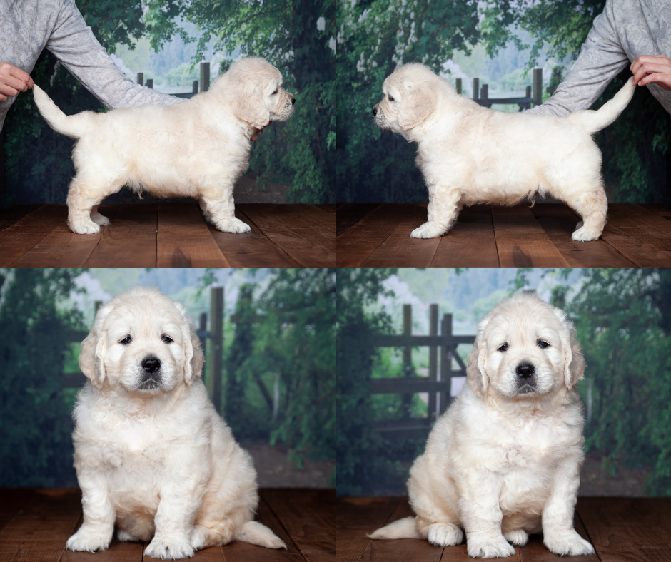 Golden retriever puppies for sale in Indiana