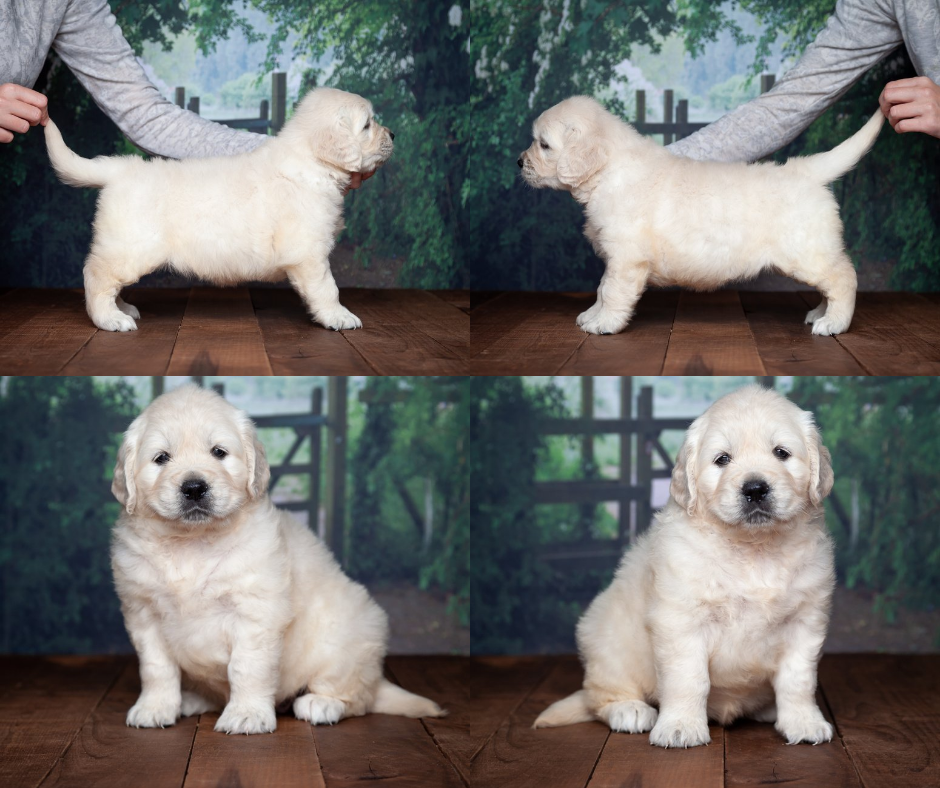 English cream golden retriever puppies for sale in Indiana