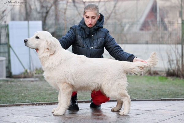 Imported Champion English Cream Golden Retriever Stud Dog - Pristine English Creams