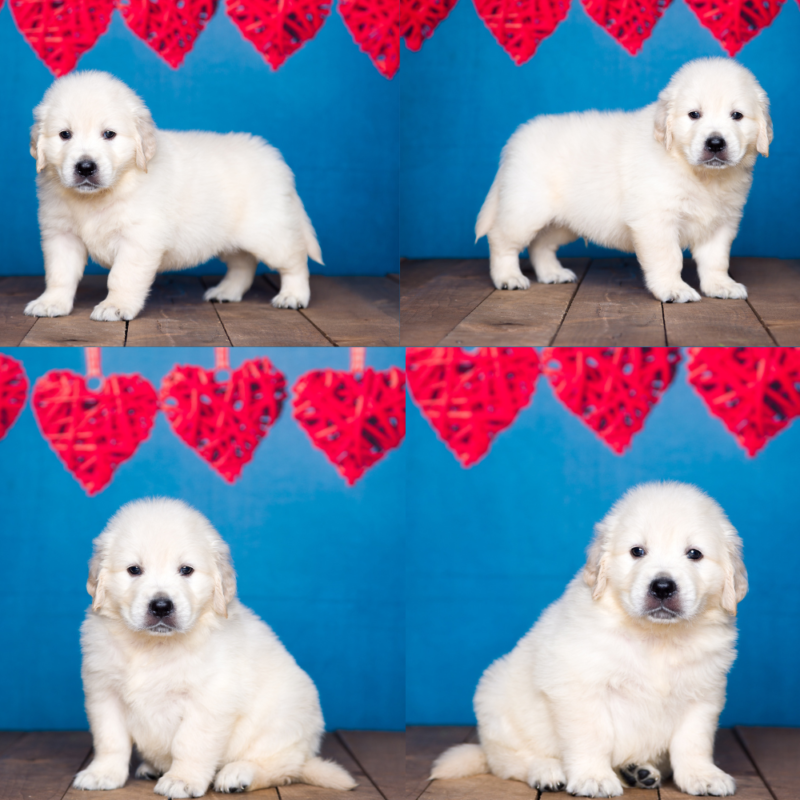 English Cream Golden Retriever Puppies For SalePristine English Creams