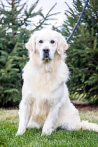Best Golden retriever breeder - Pristine English Creams - Tramin Legal Design