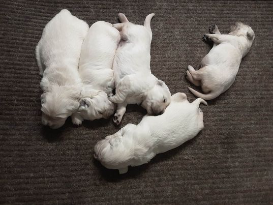 English cream golden retriever puppies for sale by Izum and Tramin Right On Time born 11-7-22