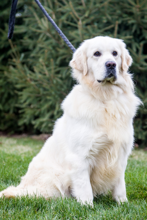 English Cream Golden Retriever Puppies For SalePristine English Creams