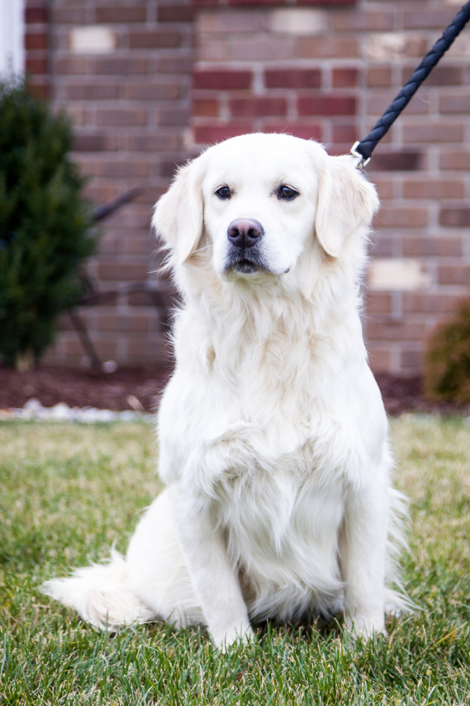 Top Golden retriever breeder in the USA - Pristine English Creams - Ember