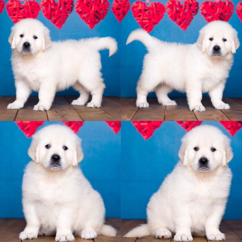 ENGLISH CREAM PUPPIES FOR SALE