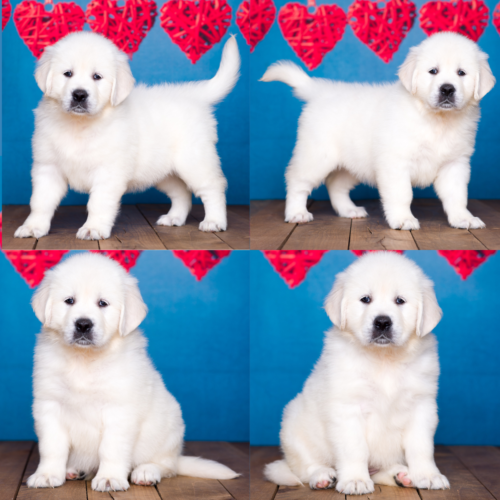 English cream golden retriever puppies for sale in Indiana