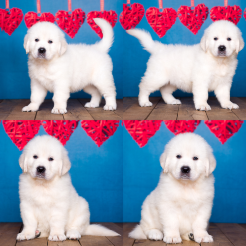 English cream puppies for sale