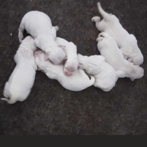 English Cream Golden Retriever Puppies For Sale - Sky Pride Paskal and Tramin Honey DOB 4-4-24 6 Females and 1 male
