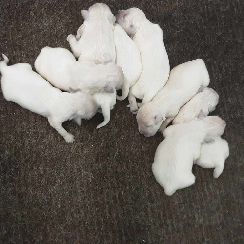 English Cream Golden Retriever puppies for sale - Izum and Tramin Tamfanae 5 females and 3 males Born 3-29-24