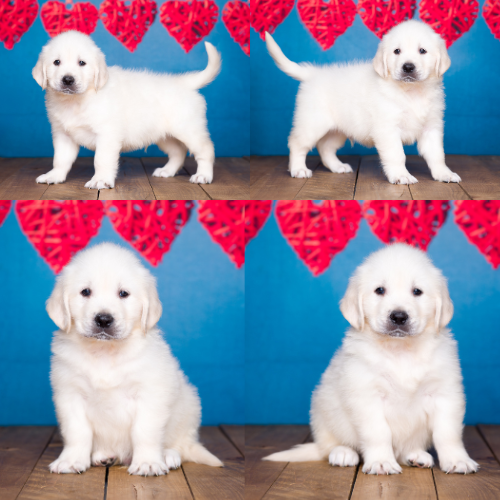 English Cream Golden Retriever Puppies For Sale