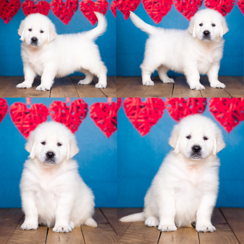 English Cream Golden Retriever Puppies For Sale