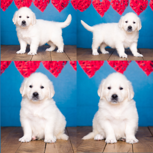 English Cream Golden Retriever Puppies For Sale