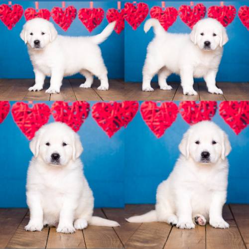 English Cream Golden Retriever Puppies For Sale