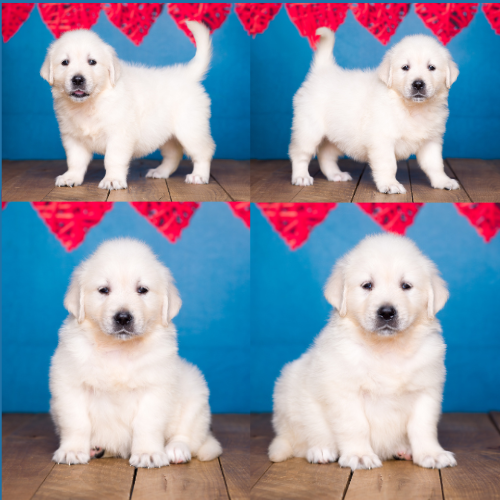 English Cream Golden Retriever Puppies For Sale