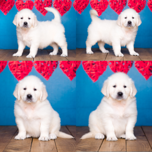 English Cream Golden Retriever Puppies For Sale