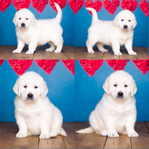 English Cream Golden Retriever Puppies For Sale