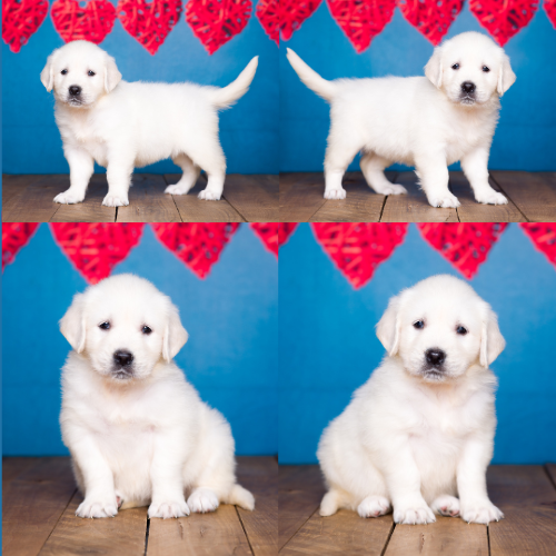 English Cream Golden Retriever Puppies For Sale