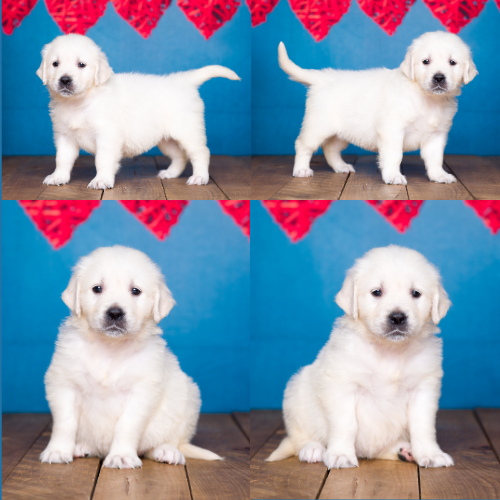 English Cream Golden Retriever Puppies For Sale