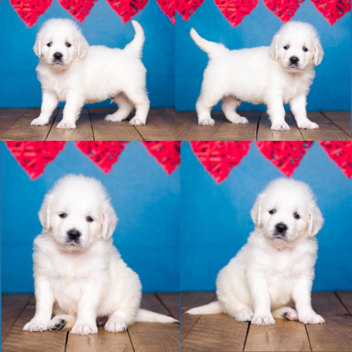 English Cream Golden Retriever Puppies For Sale