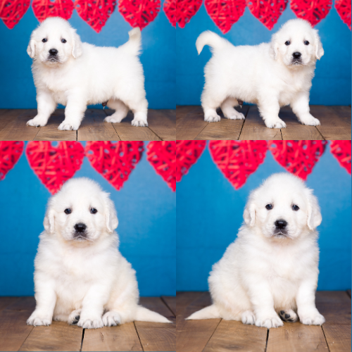 English Cream Golden Retriever Puppies For Sale