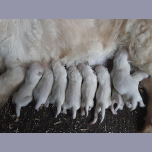 English Cream Golden Retriever Puppies For Sale – Izum and Tramin Tamfanae 4-3-25 – Pristine English Creams English Cream Golden Retriever Puppies For Sale - Izum and Tramin Tamfanae 4-3-25 - Pristine English Creams