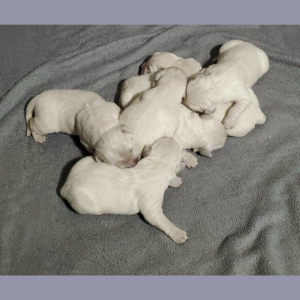 English Cream Golden Retriever Puppies For Sale – Tramin Open Sky and Paskal 3-31-25 – Pristine English Creams