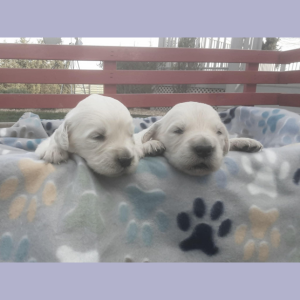 Izum and Tramin Honey – 2 females – born on April 7th, 2025 Izum and Tramin Honey - 2 females - born on April 7th, 2025