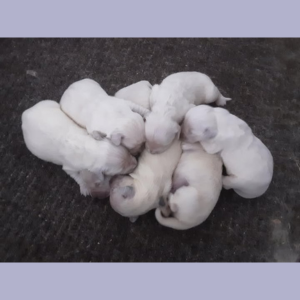 Izum and Tramin Honey had 5 males and 2 females on April 7th, 2025! Izum and Tramin Honey had 5 males and 2 females on April 7th, 2025!