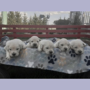 Izum and Tramin Tamfanae – 5 females that were born on April 3rd, 2025. Izum and Tramin Tamfanae - 5 females that were born on April 3rd, 2025.
