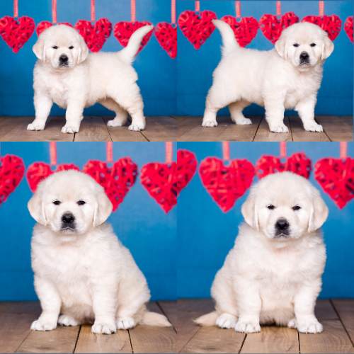 English Cream Golden Retriever Puppies For Sale – Sky Pride Paskal and Tramin Open Sky – Pristine English Creams – Hannah English Cream Golden Retriever Puppies For Sale - Sky Pride Paskal and Tramin Open Sky - Pristine English Creams - Hannah