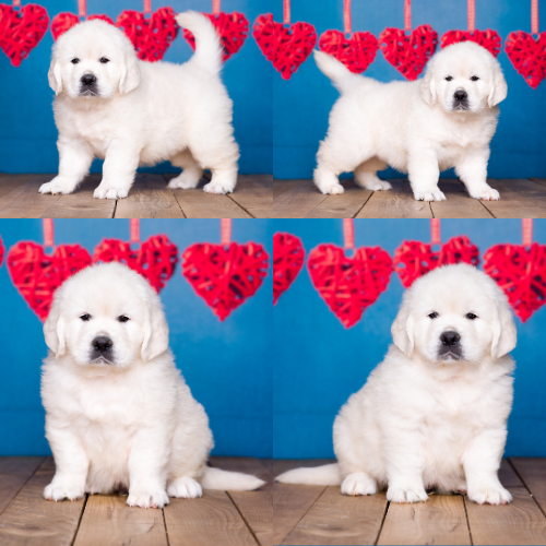 English Cream Golden Retriever Puppies For Sale – Sky Pride Paskal and Tramin Open Sky – Pristine English Creams – Randall English Cream Golden Retriever Puppies For Sale - Sky Pride Paskal and Tramin Open Sky - Pristine English Creams - Randall