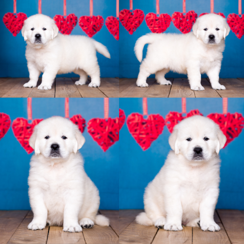 English Cream Golden Retriever Puppies For Sale – Sky Pride Paskal and Tramin Open Sky – Pristine English Creams – Ryan English Cream Golden Retriever Puppies For Sale - Sky Pride Paskal and Tramin Open Sky - Pristine English Creams - Ryan