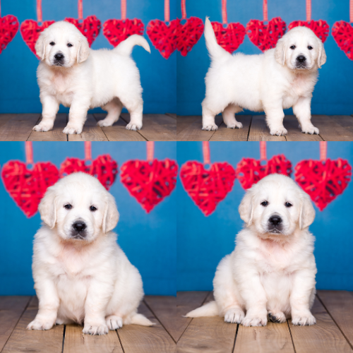 English Cream Golden Retriever Puppies For Sale by Izum and Tramin Honey - Pristine English Creams - Chase