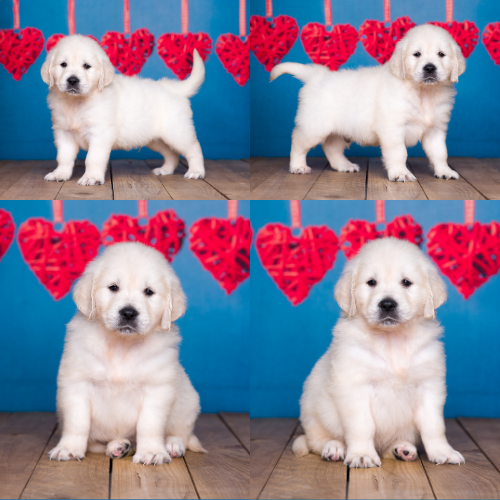 English Cream Golden Retriever Puppies For Sale by Izum and Tramin Honey - Pristine English Creams - Fred