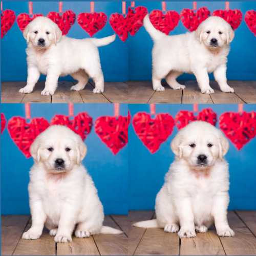 English Cream Golden Retriever Puppies For Sale by Izum and Tramin Honey - Pristine English Creams - Lily