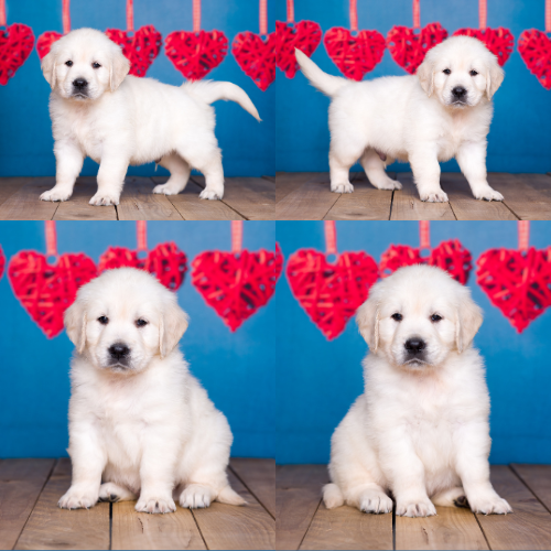 English Cream Golden Retriever Puppies For Sale by Izum and Tramin Honey - Pristine English Creams - Rex