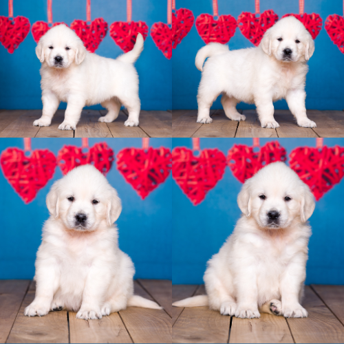 English Cream Golden Retriever Puppies For Sale by Izum and Tramin Honey - Pristine English Creams - Sadie