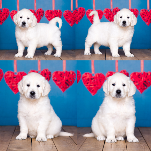 English Cream Golden Retriever Puppies For Sale by Izum and Tramin Tamfanae - Pristine English Creams - Ella