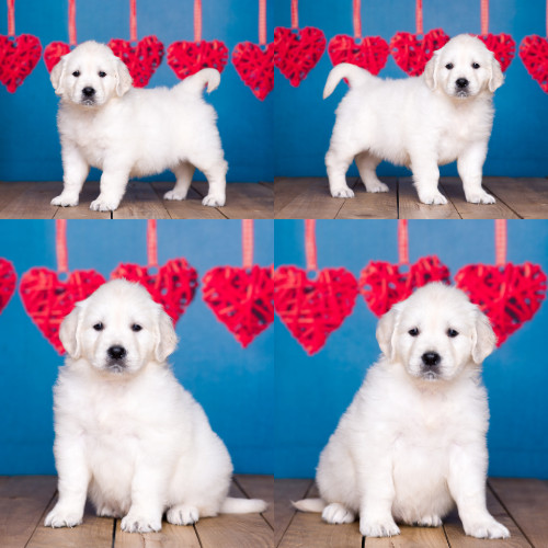 English Cream Golden Retriever Puppies For Sale by Izum and Tramin Tamfanae - Pristine English Creams - Karla