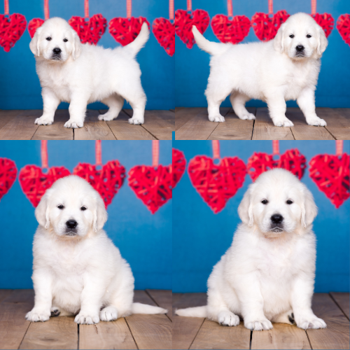 English Cream Golden Retriever Puppies For Sale by Izum and Tramin Tamfanae - Pristine English Creams - Kayla