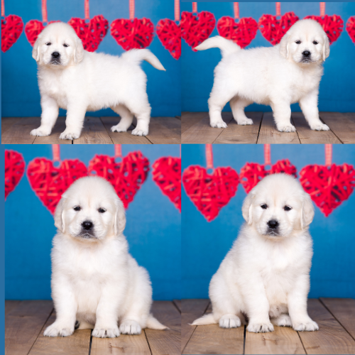 English Cream Golden Retriever Puppies For Sale by Izum and Tramin Tamfanae - Pristine English Creams - Lizzy