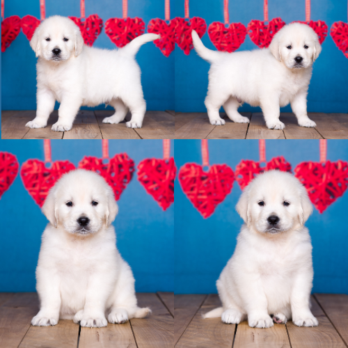 English Cream Golden Retriever Puppies For Sale by Izum and Tramin Tamfanae - Pristine English Creams - Mason