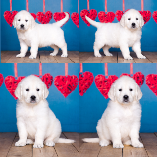 English Cream Golden Retriever Puppies For Sale by Izum and Tramin Tamfanae - Pristine English Creams - Max