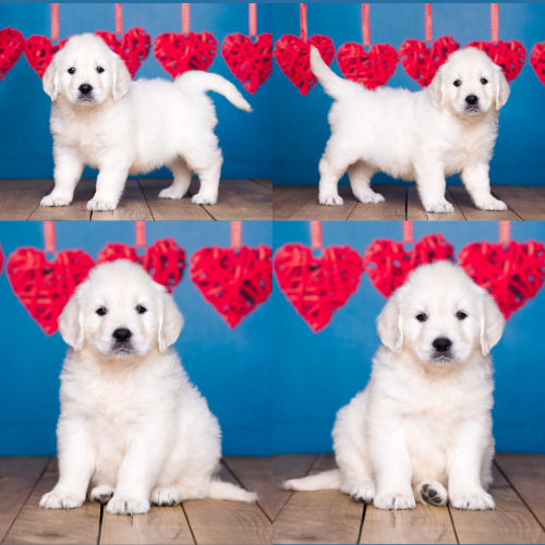 English Cream Golden Retriever Puppies For Sale by Izum and Tramin Tamfanae - Pristine English Creams - Sally