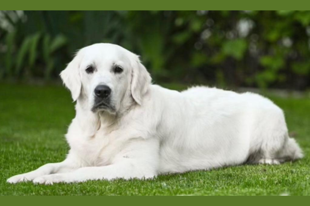 English Cream Golden Retriever Breeder - Tramin Night In Heaven - Pristine English Creams