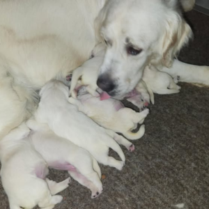 English Cream Golden Retriever Puppies For Sale - Pristine English Creams