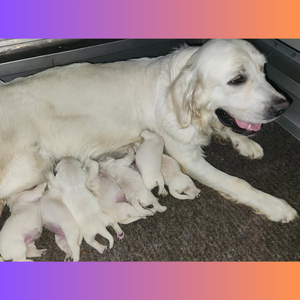 Sky Pride Paskal and Tramin Night In Heaven had their litter of 5 females and 2 males on August 18