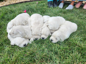 Sky Pride Paskal and Tramin Night In Heaven had their litter of 5 females and 2 males on August 18