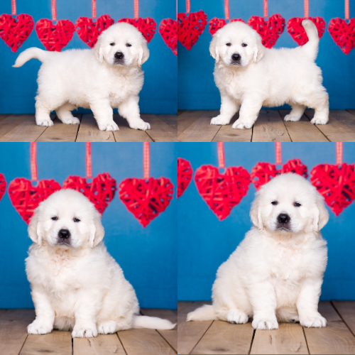 English Cream Golden Retriever Puppies For Sale – Pristine English Creams – Jay English Cream Golden Retriever Puppies For Sale - Pristine English Creams - Jay
